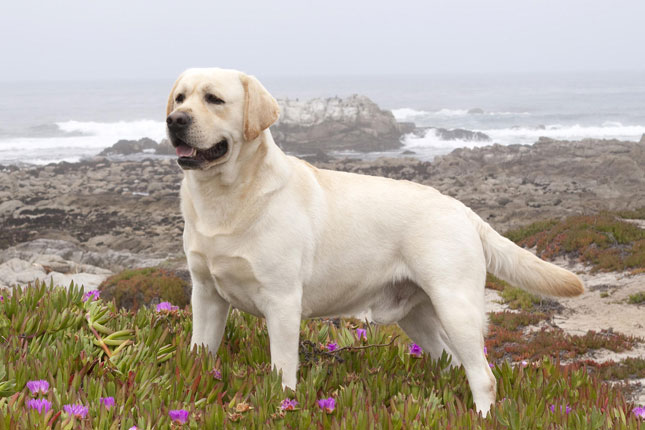 Dog Food for Labrador Retriever