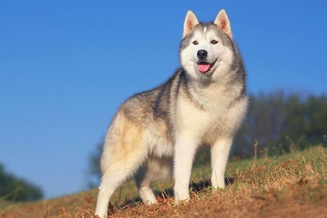 Dog Food for Siberian Husky