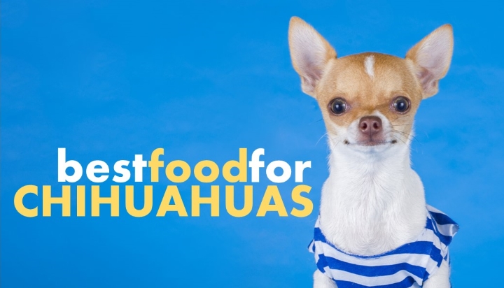 Dog Food for Chihuahua