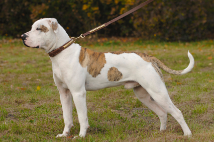 Dog Food for American Bulldog