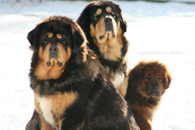 Dog Food for Tibetan Mastiff