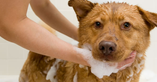 where to bathe your dog?