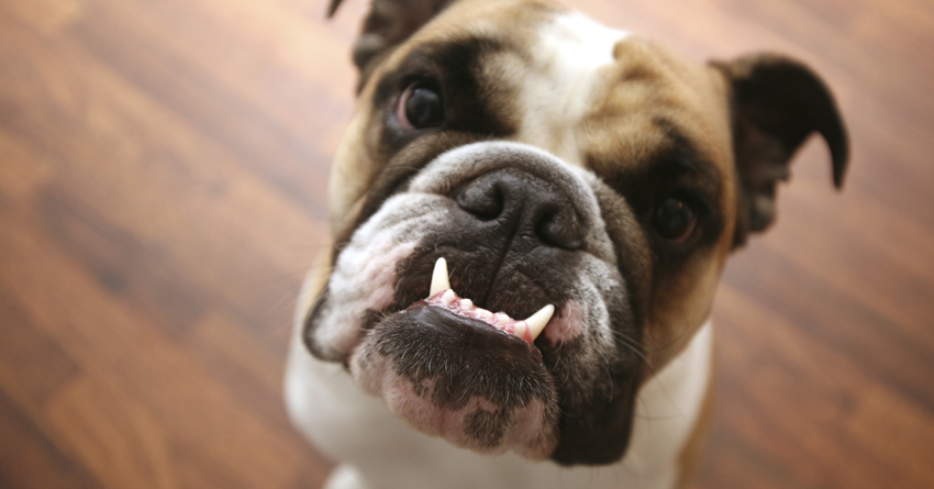 cleaning teeth's tips for different breeds