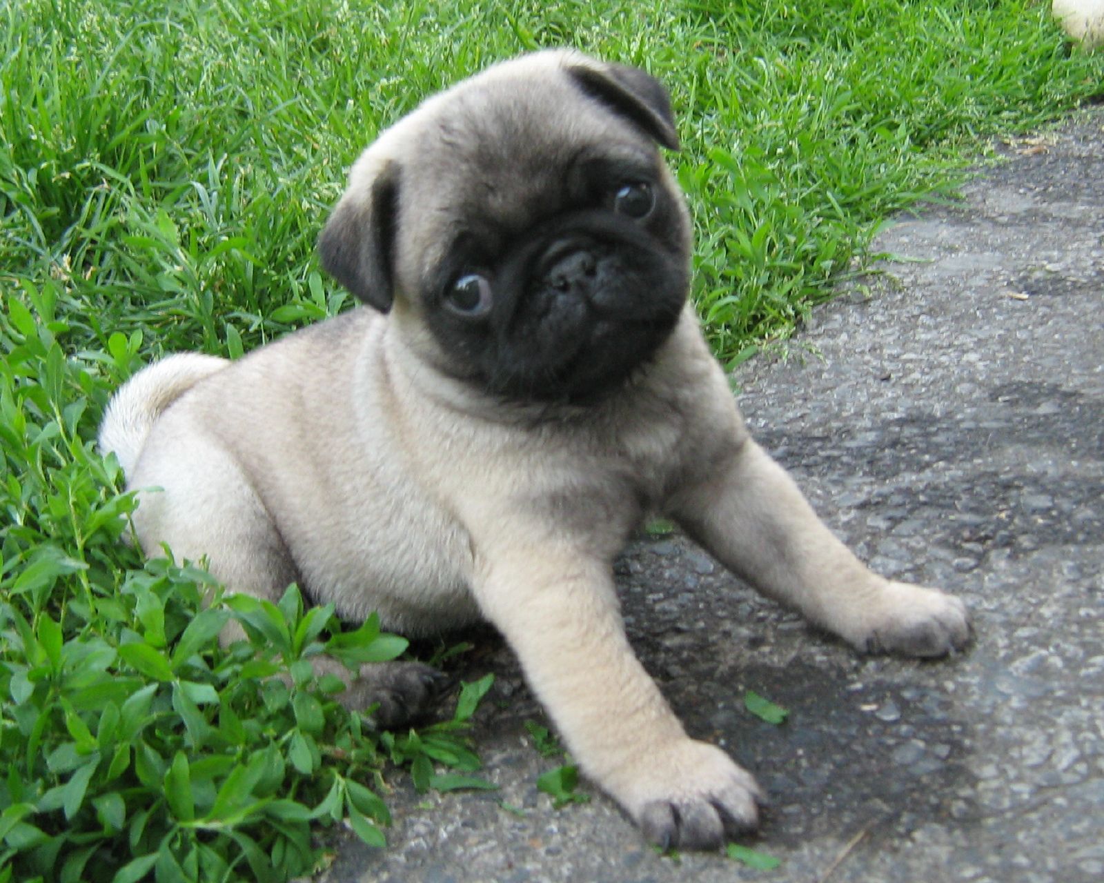 Pug Information Dog Breeds At Thepetowners