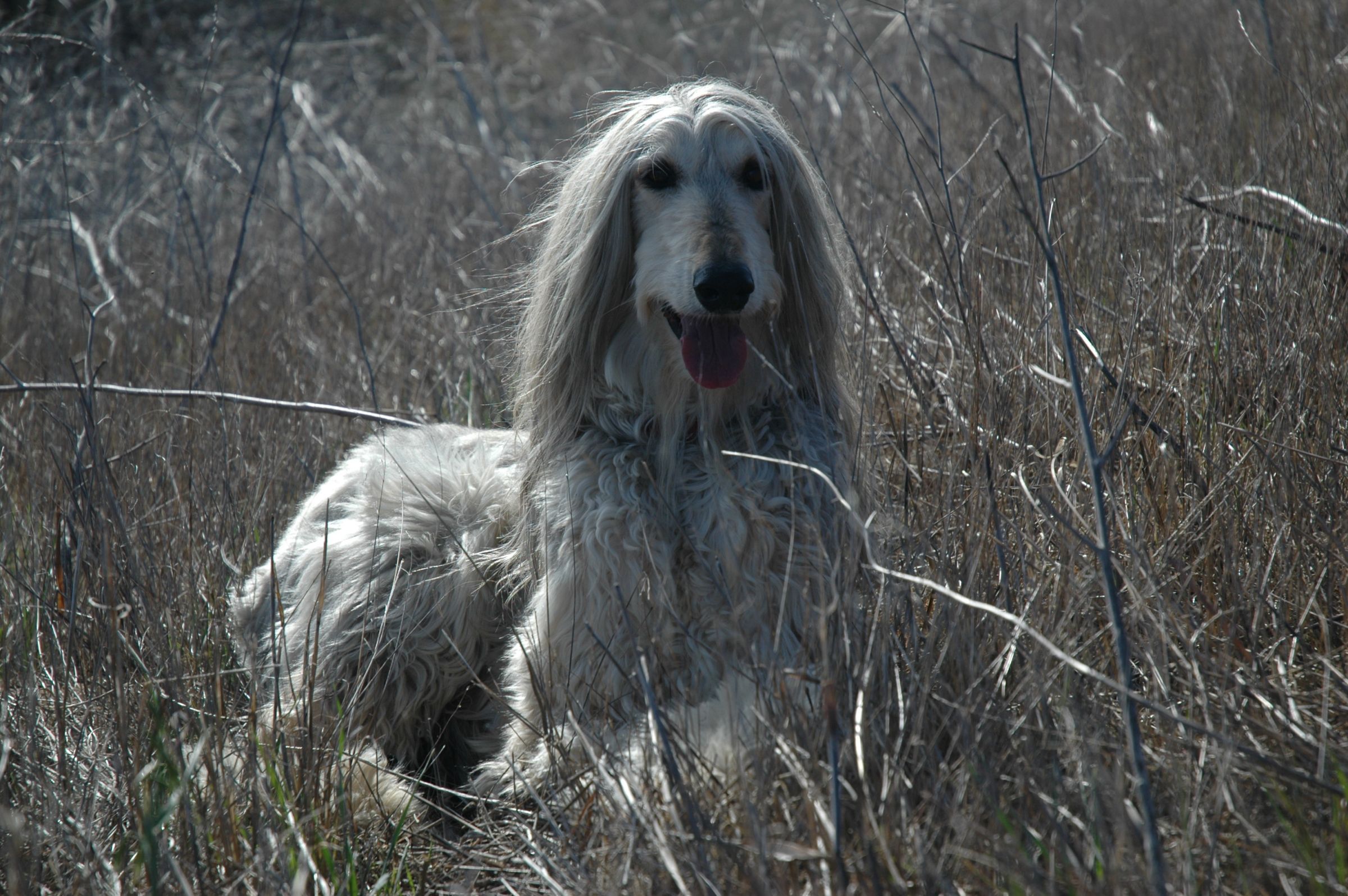 Afghan Hound Information - Dog Breeds at thepetowners