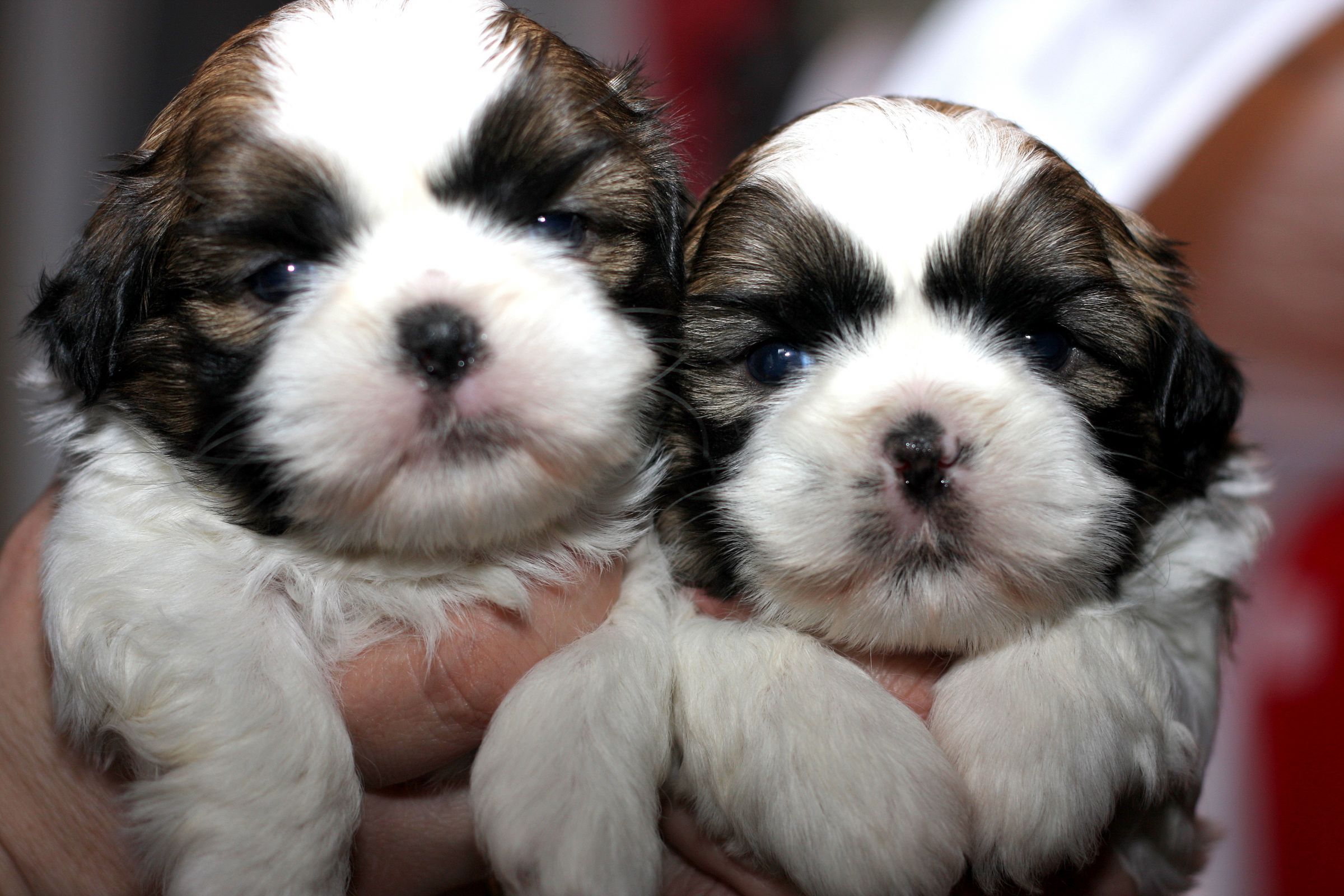 Shih Tzu Information Dog Breeds At Thepetowners