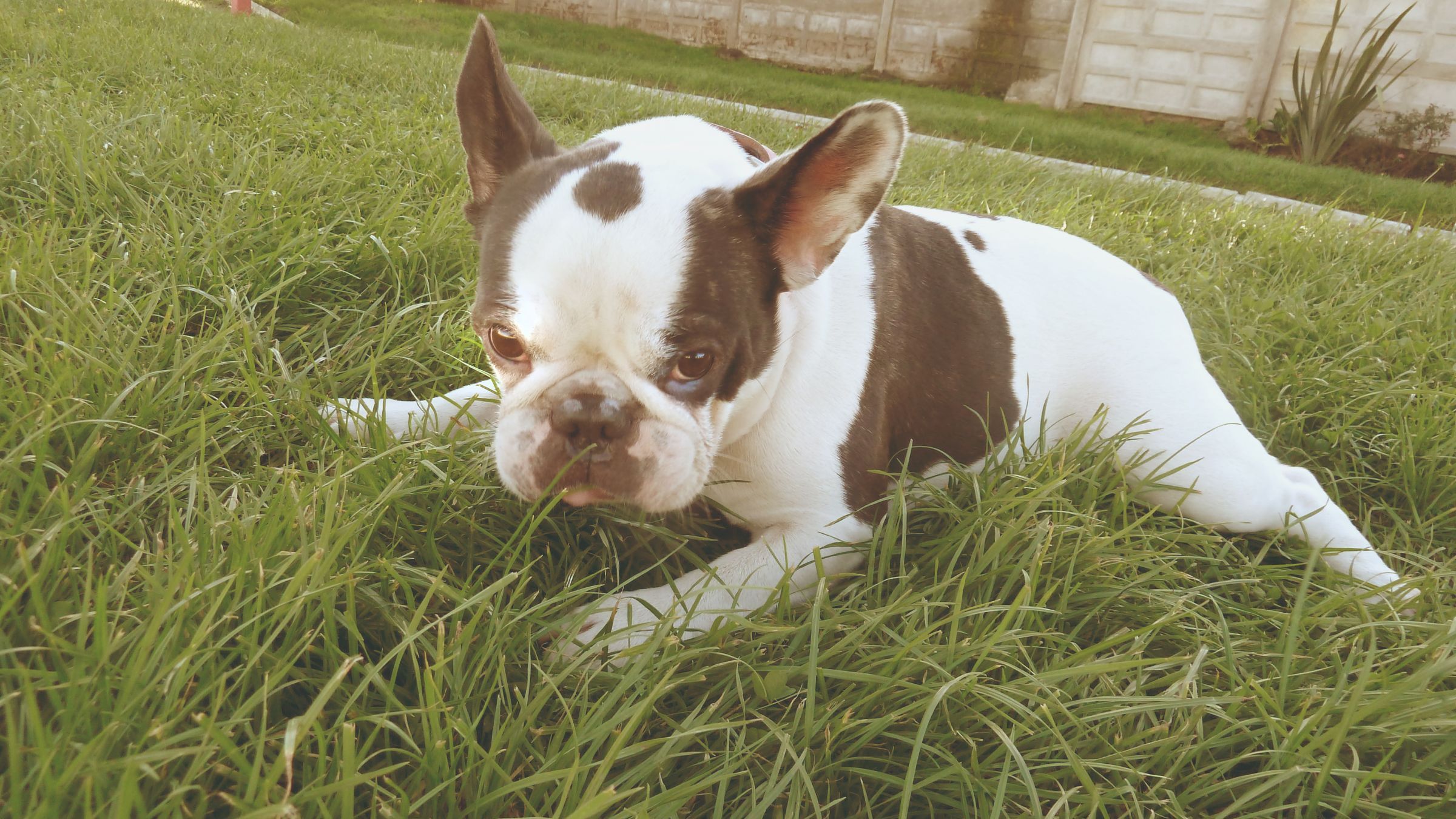 French Bulldog Information Dog Breeds at thepetowners