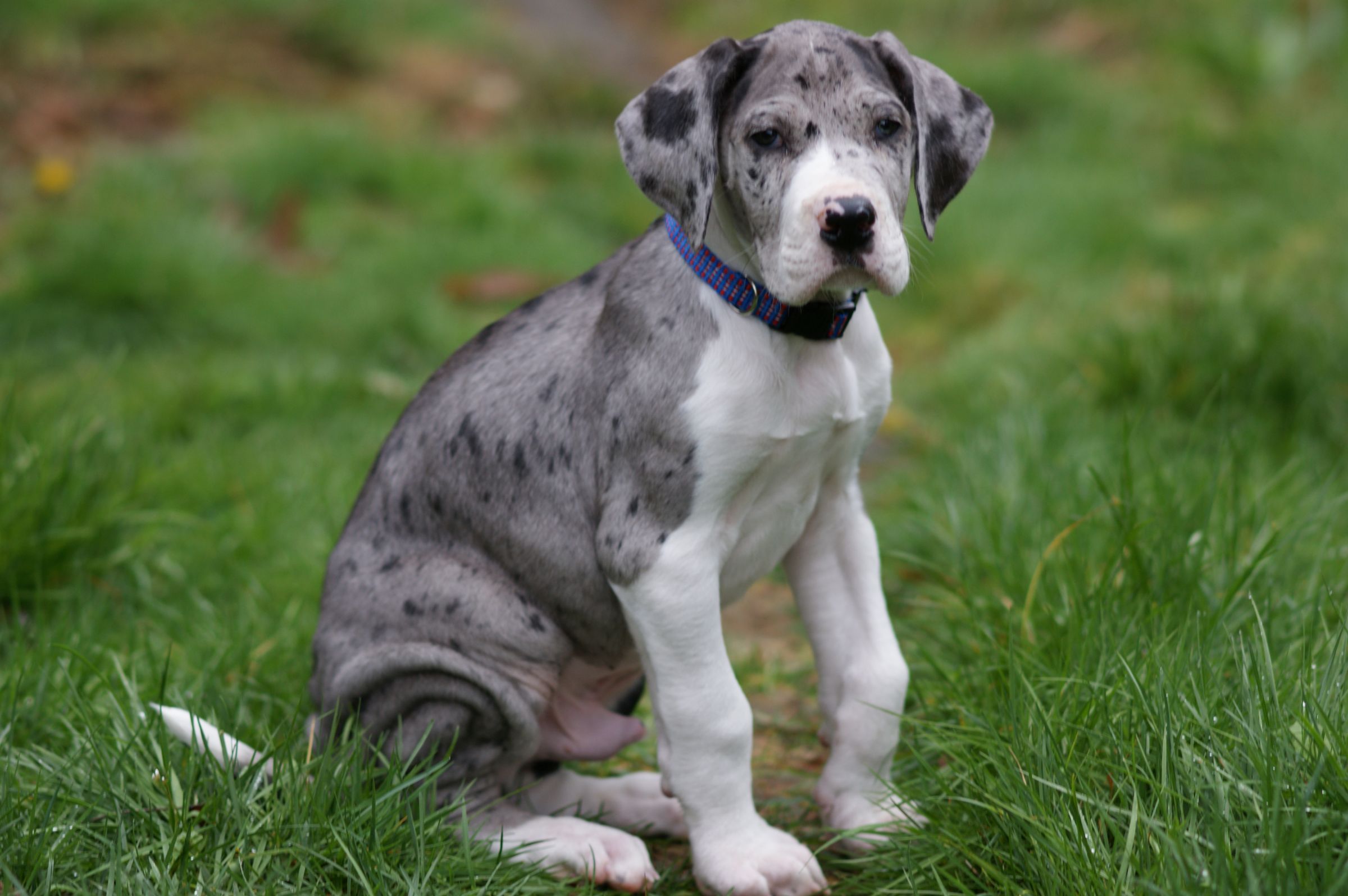 Great Dane Information - Dog Breeds at thepetowners