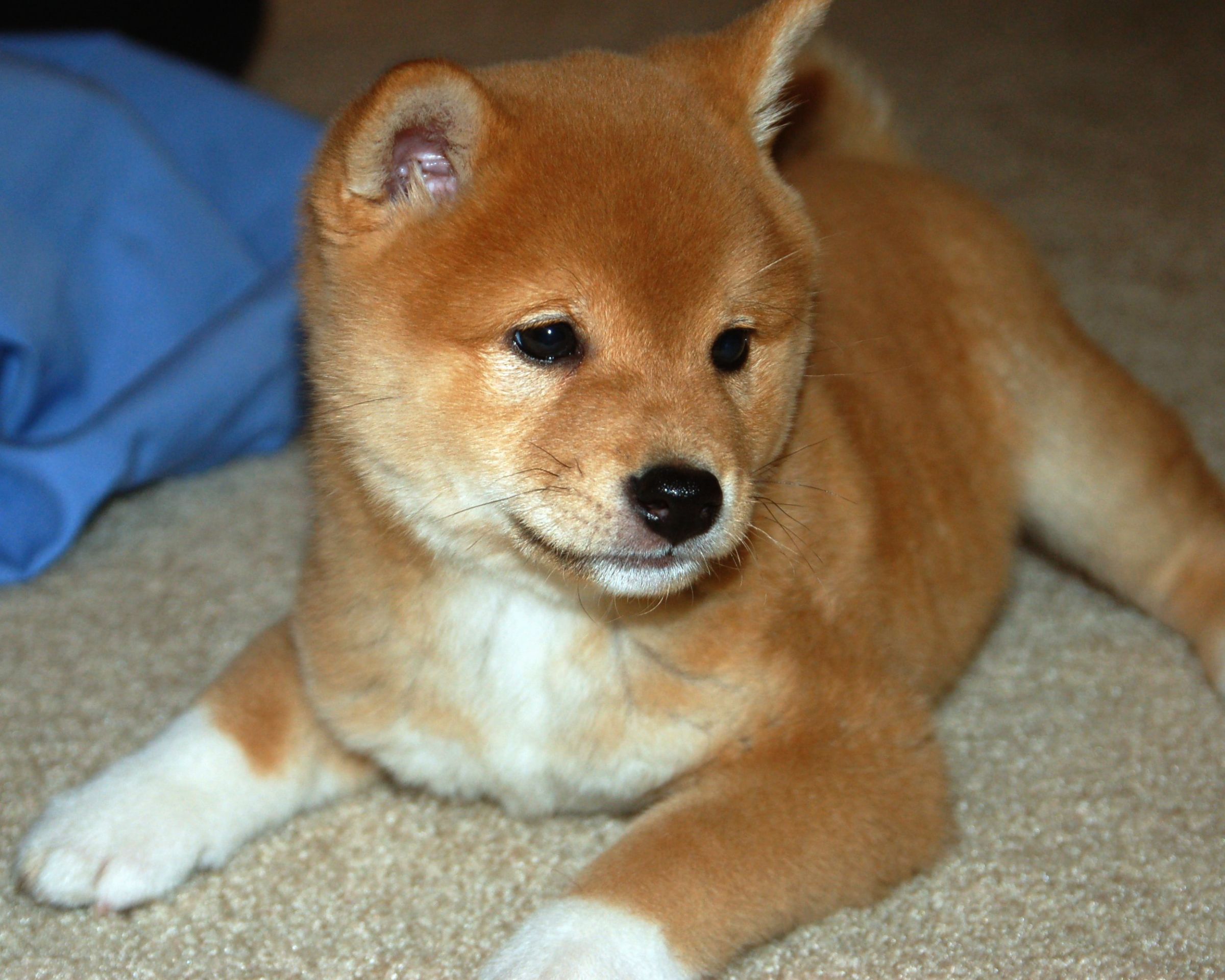 Shiba Inu Information Dog Breeds at thepetowners