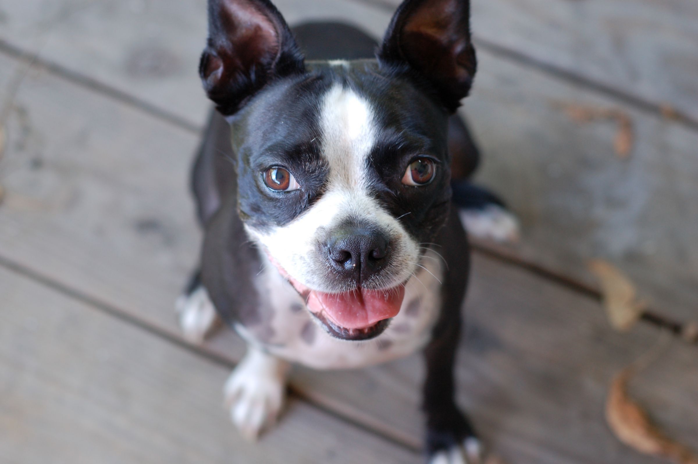 Boston Terrier Information - Dog Breeds at thepetowners