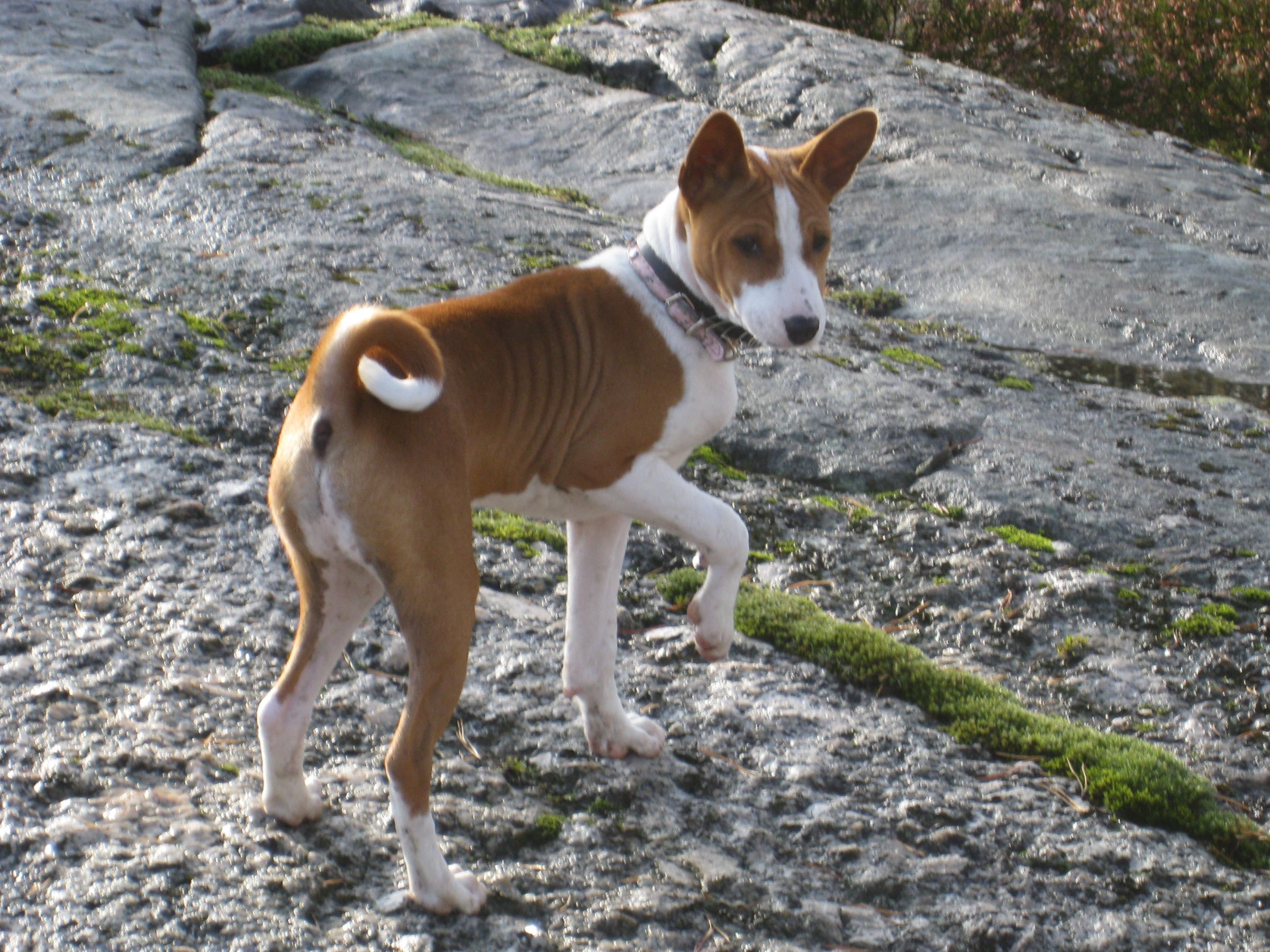 Basenji Information Dog Breeds at thepetowners