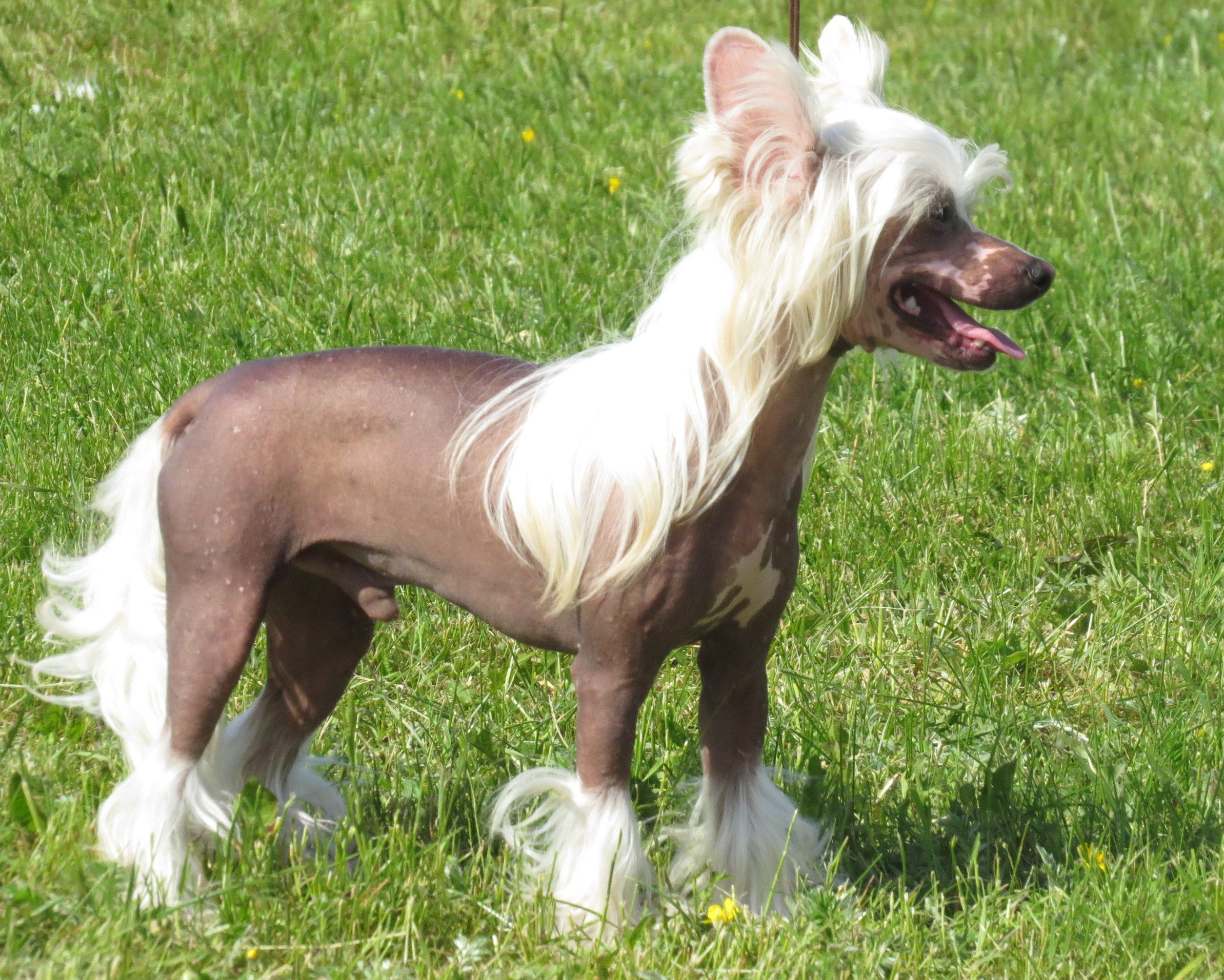 chinese-crested-information-dog-breeds-at-thepetowners