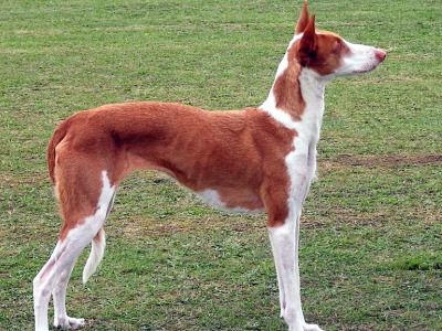Ibizan Hound Information - Dog Breeds at thepetowners