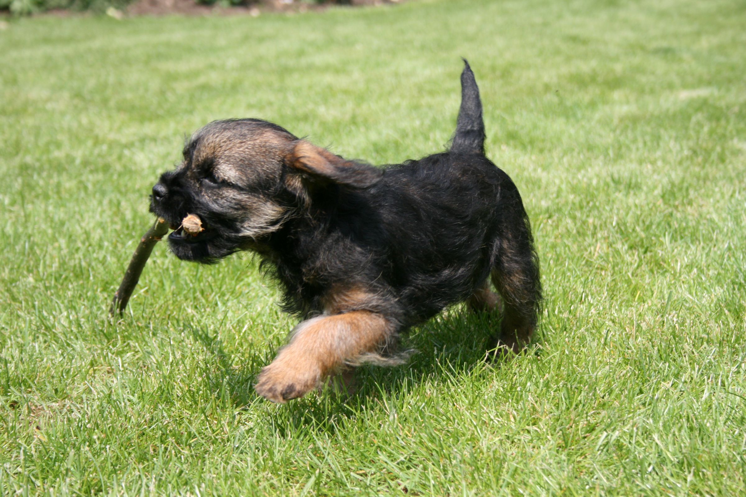 Border Terrier Information - Dog Breeds at thepetowners