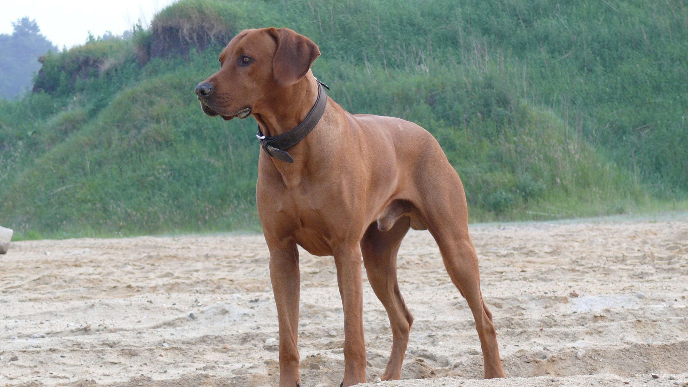 Rhodesian Ridgeback Information - Dog Breeds at thepetowners