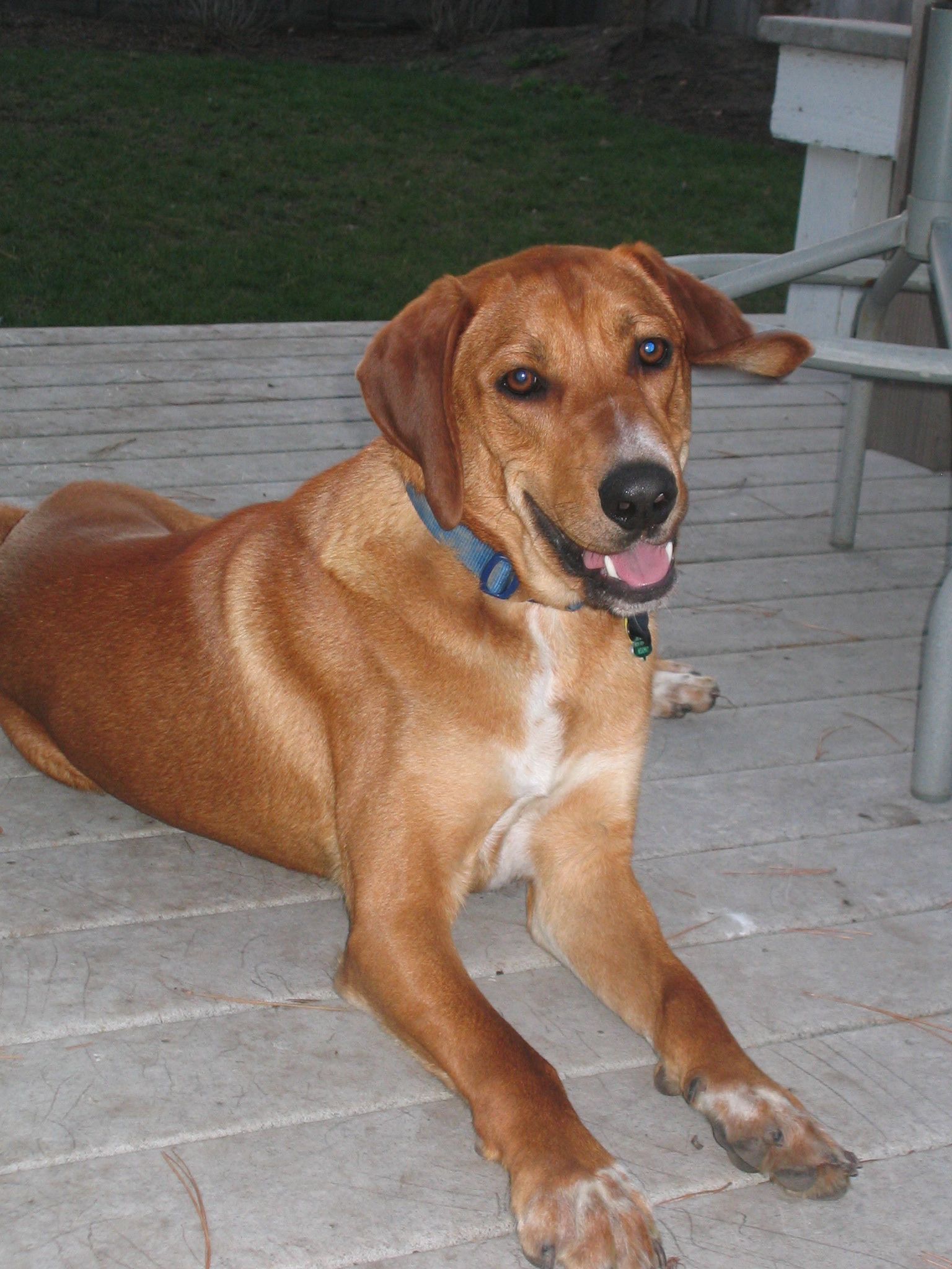 Redbone Coonhound Information - Dog Breeds at thepetowners