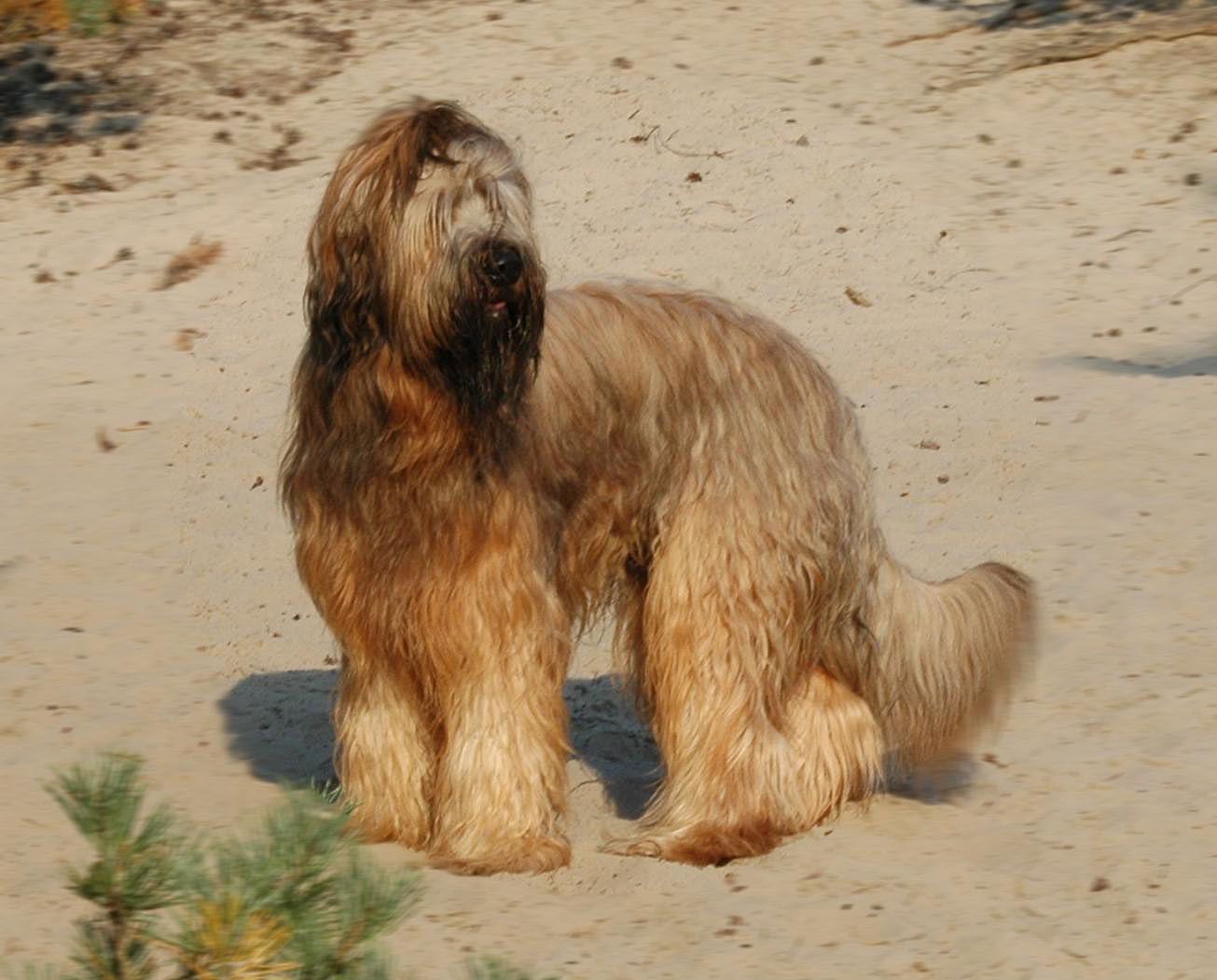 Briard Information - Dog Breeds at thepetowners